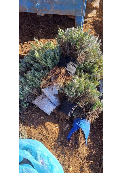 Net Tarım 55 Adet Lavanta Açık Kök Intermedia Fidanı Fidesi
