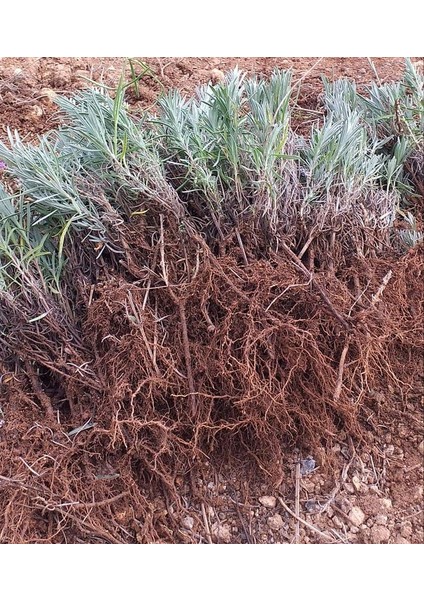 Net Tarım 20 Adet Lavanta Açık Kök Angustifolia Fidanı Fidesi