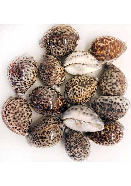 Deniz Kabuğu 500 gr Paket Tıger Cowrıe (Kg)