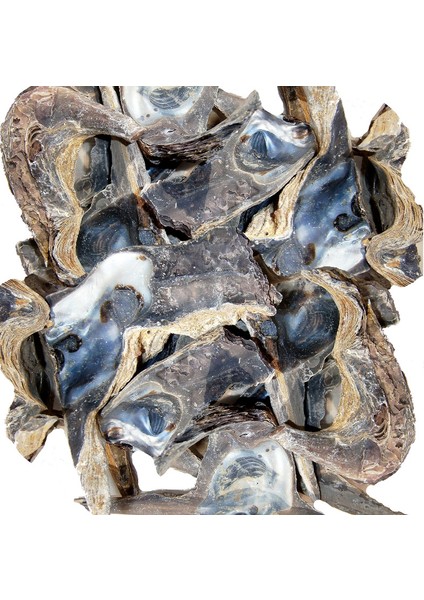Deniz Kabuğu 500 gr Paket Hammer Shell