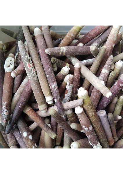 Deniz Kabuğu 500 gr Paket Kestane Dikeni