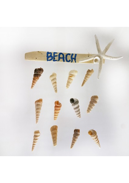 Turıtella&parmak Yıldızlı Duvar Dekoru