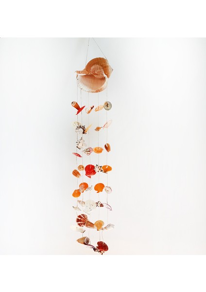 Tonna Cepa Sarkaç/pecten Kabuklu