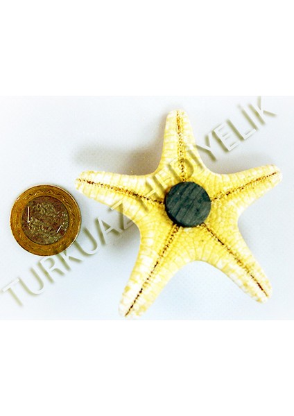 Deniz Yıldızı Magnet fiyatları