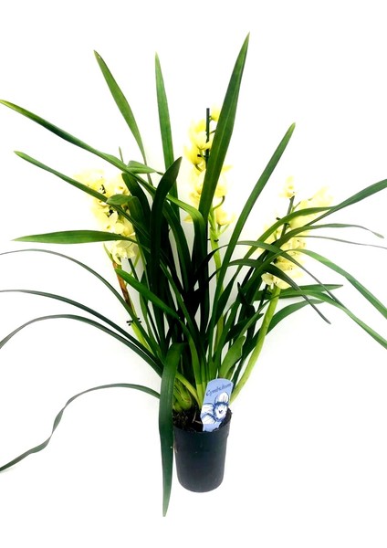 Cymbidium Ithal 70-75 cm Boyunda