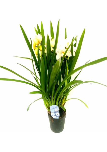 Cymbidium Ithal 70-75 cm Boyunda