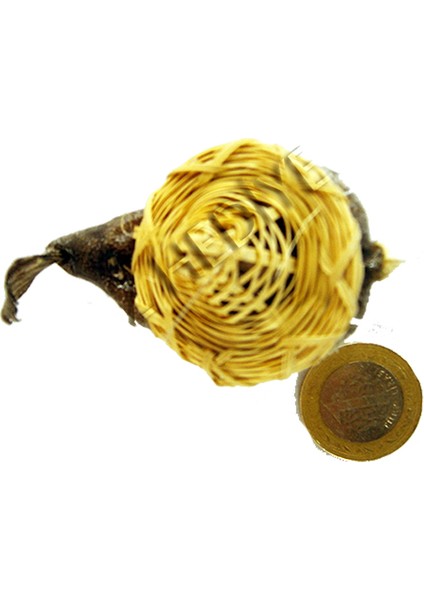 Balon Balık-Küçük