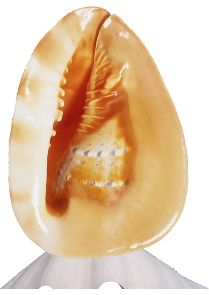 Cassis Lamba 11"