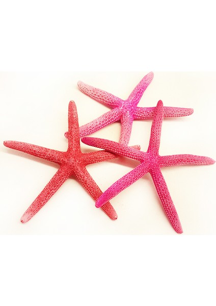 Deniz Yıldızı(Pembe Parmak) 4"5"