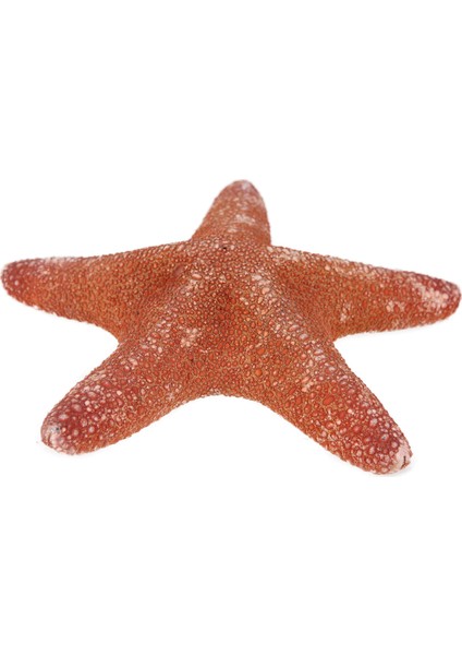 Deniz Yıldızı-Orman 4-6"