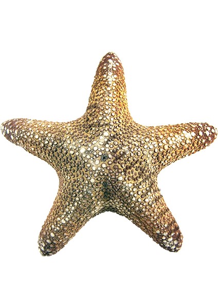 Deniz Yıldızı-Orman 4-6" fiyatları