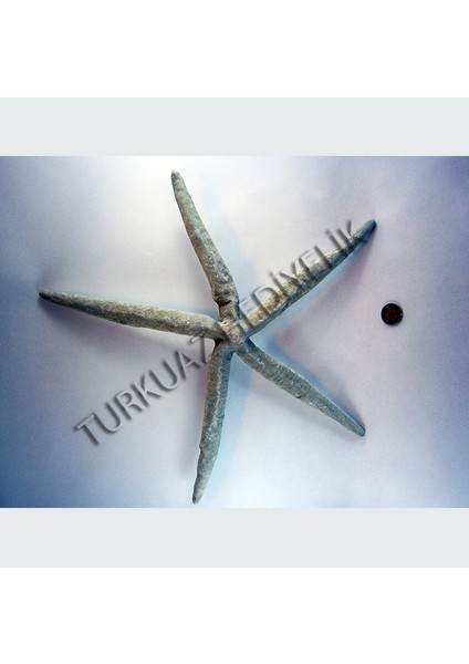 Mavi Parmak Yıldız 8-9"