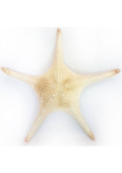 Deniz Yıldızı- Naturel /rare 16"-17"