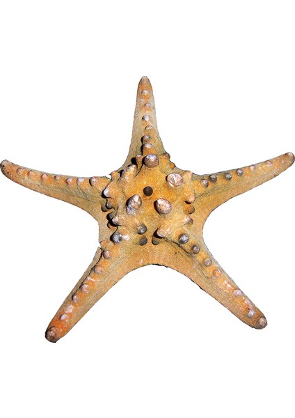 Deniz Yıldızı-Ph 7"-9"