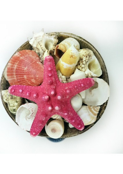 Coco Sepet Kabuk 6"