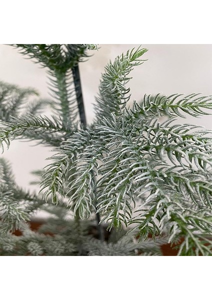 Arokorya Yilbaşı Çamı 70CM
