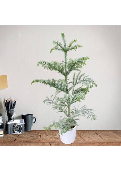 Arokorya Yilbaşı Çamı 70CM