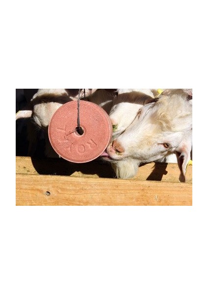 Royal Selco Blok Yalama Taşı 3 kg modelleri
