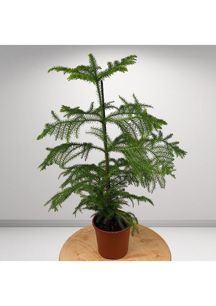 Aroucaria Salon Çamı 60CM