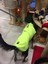 dogs Softshell Neon Sarı Köpek Yağmurluğu 4