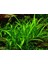 Sagittaria Subulata 1