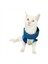 Blue Stars Su Itici Yağmurluk Kedi Yağmurluğu 2