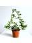 Hedera Helix Sarmaşık Bitkisi 1