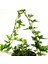 Hedera Helix Sarmaşık Bitkisi 2