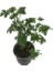 Pelargonium Odoratissimum Itır Bitkisi 2