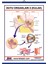 Duyu Organları 2 Levhası Kulak 1