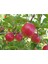 Pink Lady Elma Fidanı Aşılı 2 Yaş - Açık Kök - 100-120 cm 1