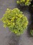 Pittosporum 40-50CM Çap Genişliğinde 1