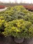 Pittosporum 40-50CM Çap Genişliğinde 2