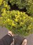 Pittosporum 40-50CM Çap Genişliğinde 3