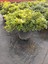 Pittosporum 40-50CM Çap Genişliğinde 4