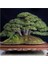 Murat Tohum Bonsai Fıstık Çamı Ağacı Tohum 5 Adet Tohum 1
