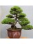 Murat Tohum Bonsai Fıstık Çamı Ağacı Tohum 5 Adet Tohum 2