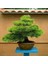 Murat Tohum Bonsai Fıstık Çamı Ağacı Tohum 5 Adet Tohum 3