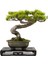 Murat Tohum Bonsai Fıstık Çamı Ağacı Tohum 5 Adet Tohum 4