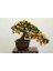 Murat Tohum Bodur Bonsai Kayısı Ağacı Tohumu 2 Adet Tohum 1