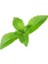 Murat Tohum Stevia Şeker Otu Tohumu 15 Adet Tohum 1