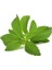 Murat Tohum Stevia Şeker Otu Tohumu 15 Adet Tohum 2