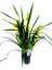 Cymbidium Ithal 70-75 cm Boyunda 1