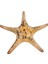 Deniz Yıldızı-Ph 7"-9" 1