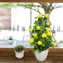 Cennet Home Saksıda Limon Mutfak Süsü Beyaz Saksıda Orta Boy Yapay Çiçek.