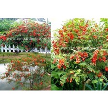 Zengarden Sesbenya Tohumu Kırmızı Salkım Sesbania Punicea Scarlet Wisteria