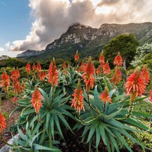 Zengarden Aloe Tohumu Sukkulent Tohum Karışımı