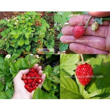 Zengarden Kokulu Çilek Tohumu Rugen Doğal Strawberry Ruegen