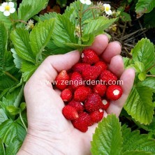 Zengarden Kokulu Çilek Tohumu Rugen Doğal Strawberry Ruegen