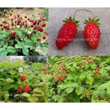 Zengarden Kokulu Çilek Tohumu Rugen Doğal Strawberry Ruegen